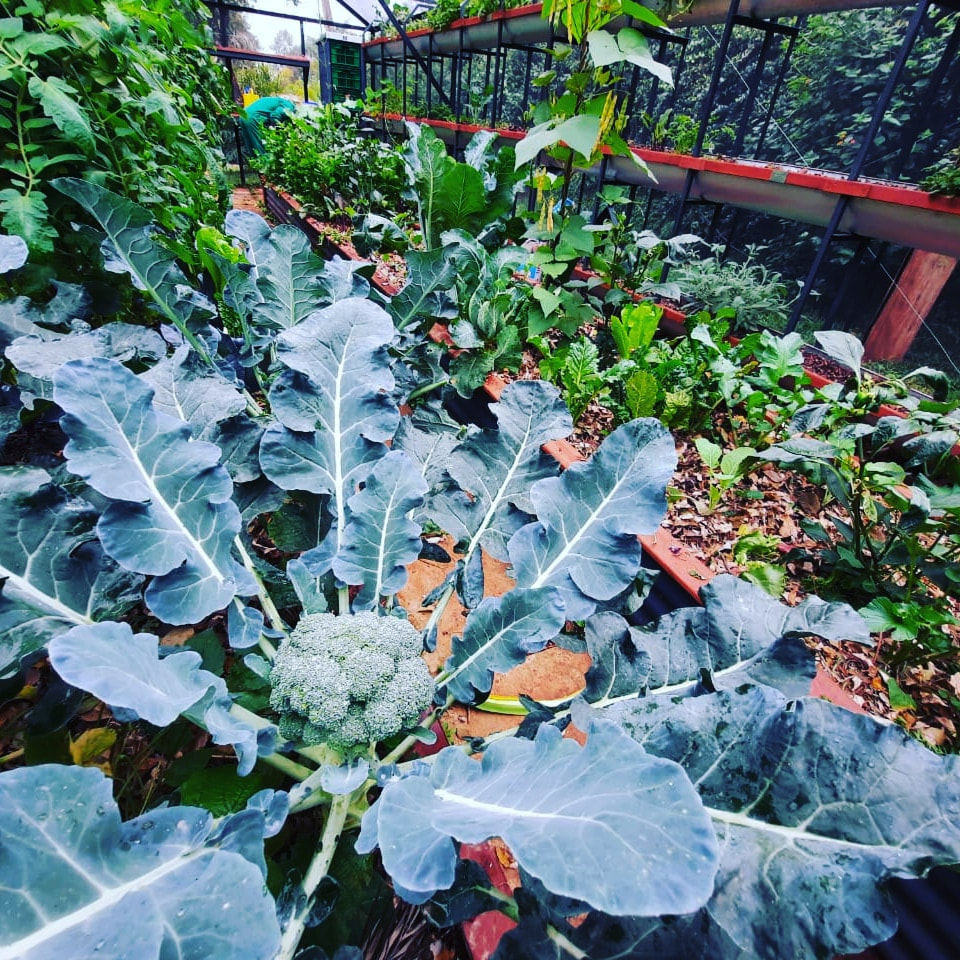 Output From Growhouse Living Machines